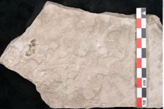 Foto (Detailansicht) von Dictyopteris brongniarti Gutb. (NHMW-GEO-2024-0188-10761)